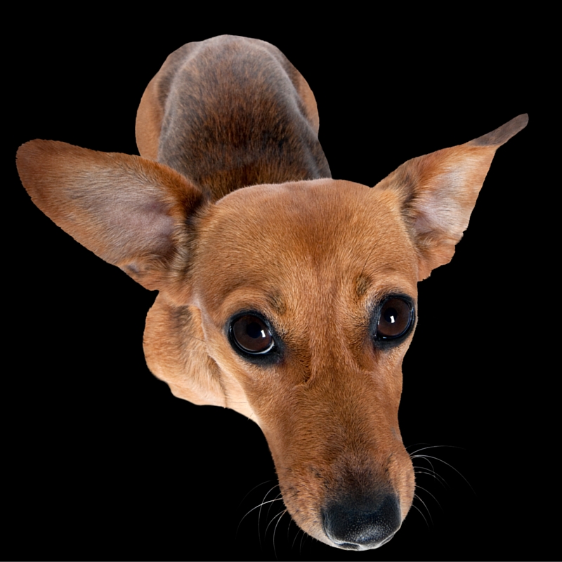 #197_dog in circles 1