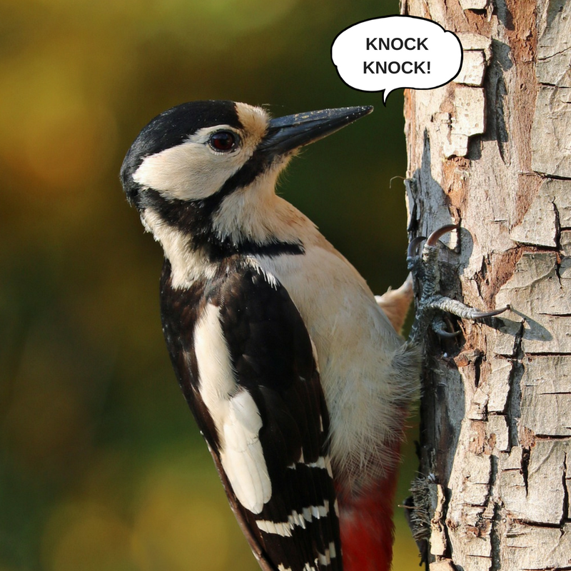 223_woodpecker-copy
